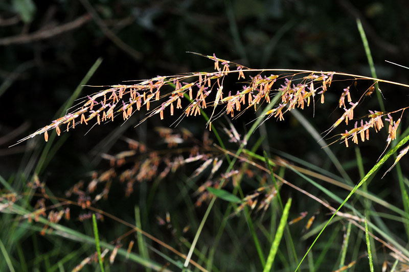 Yellow Indian-grass