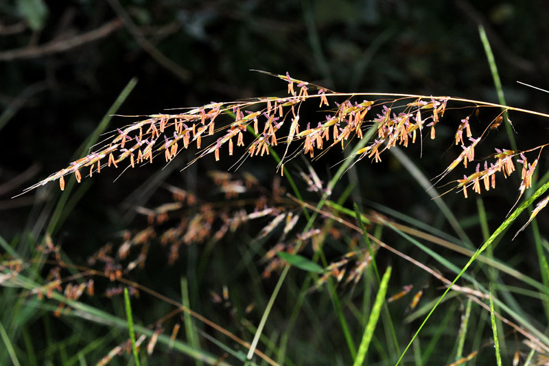 Sorghastrum nutans