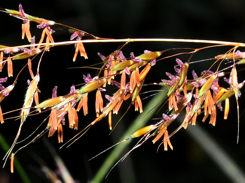 Yellow Indian-grass