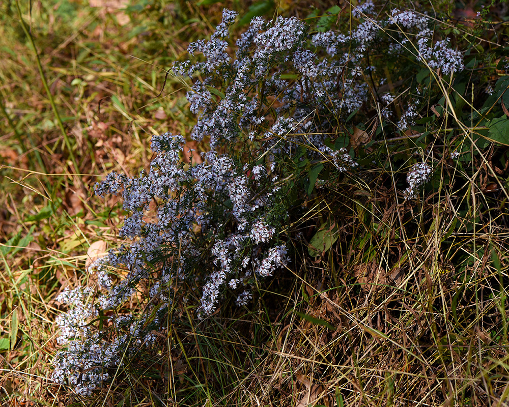 <i>Symphyotrichum cordifolium</i>