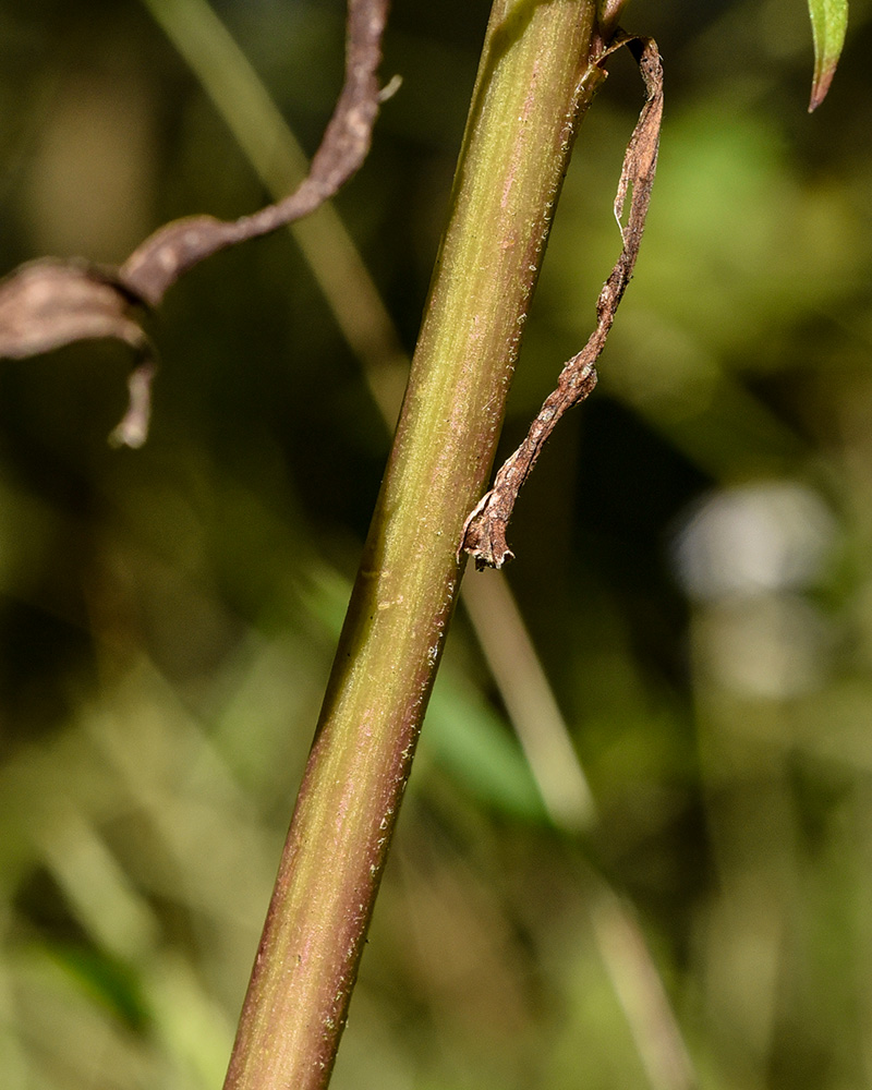 Narrow-leaf Panicled Aster