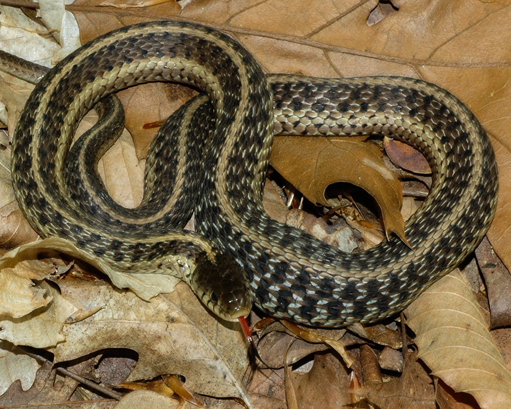 Thamnophis sirtalis