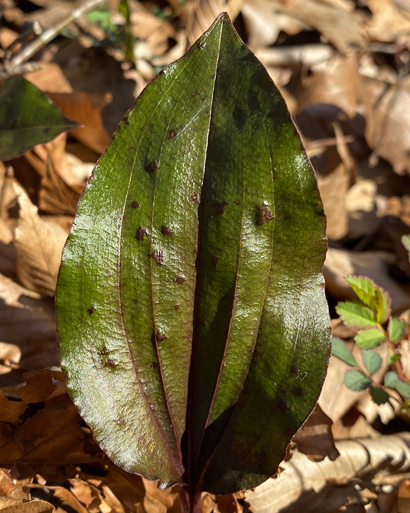 Tipularia discolor