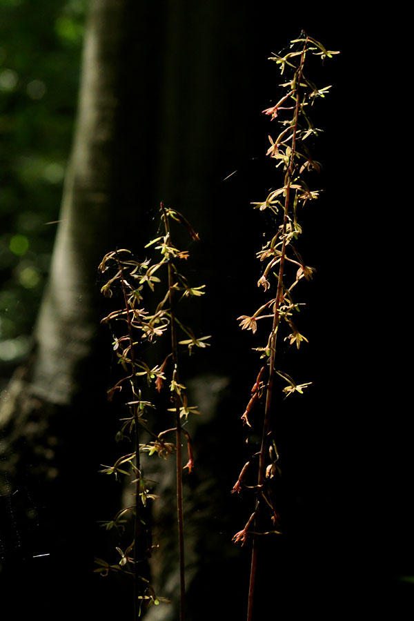 Cranefly Orchid