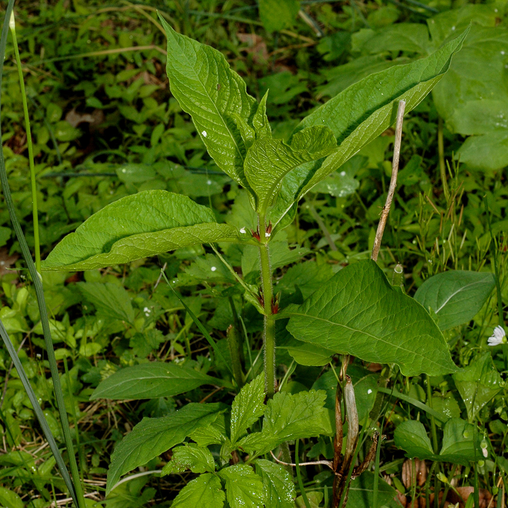 <i>Triosteum aurantiacum </i>var. <i>aurantiacum</i>