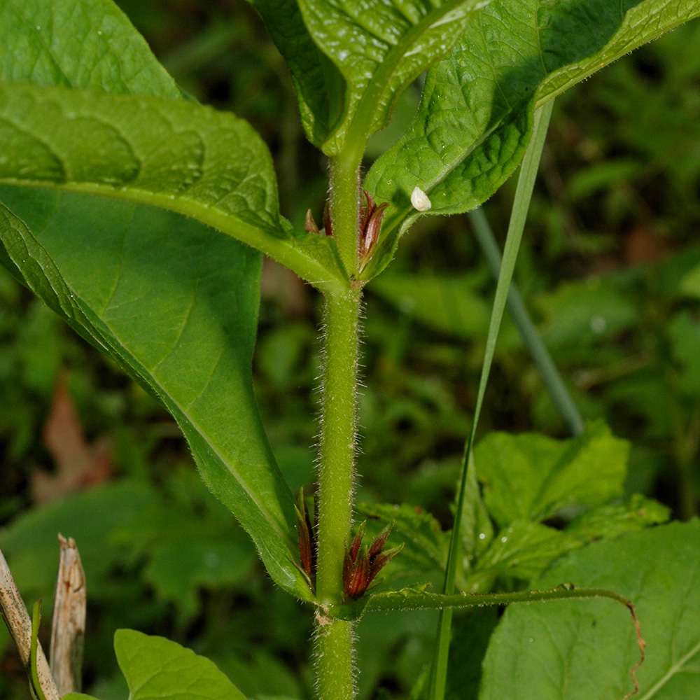 <i>Triosteum aurantiacum </i>var. <i>aurantiacum</i>