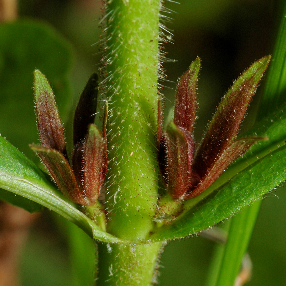 <i>Triosteum aurantiacum </i>var. <i>aurantiacum</i>