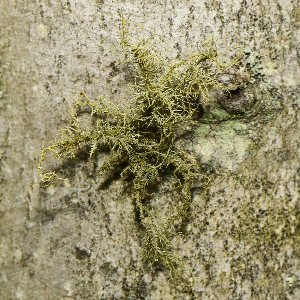 Looks like <i>Usnea hirta</i>, "bristly beard lichen", to me.<br>On a red maple in a wetland near White Clay Creek.