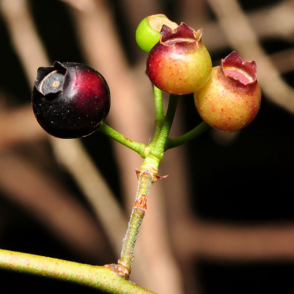 Black Highbush Blueberry