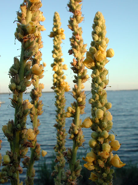 Clasping-leaf Mullein