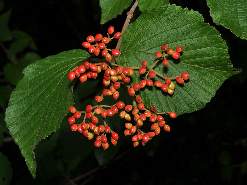 Viburnum dilatatum