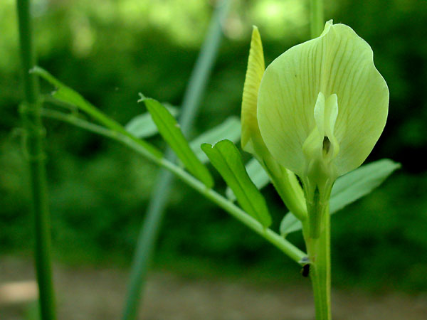 Vicia grandiflora