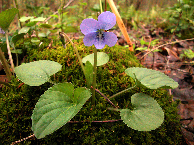 Blue Marsh Violet