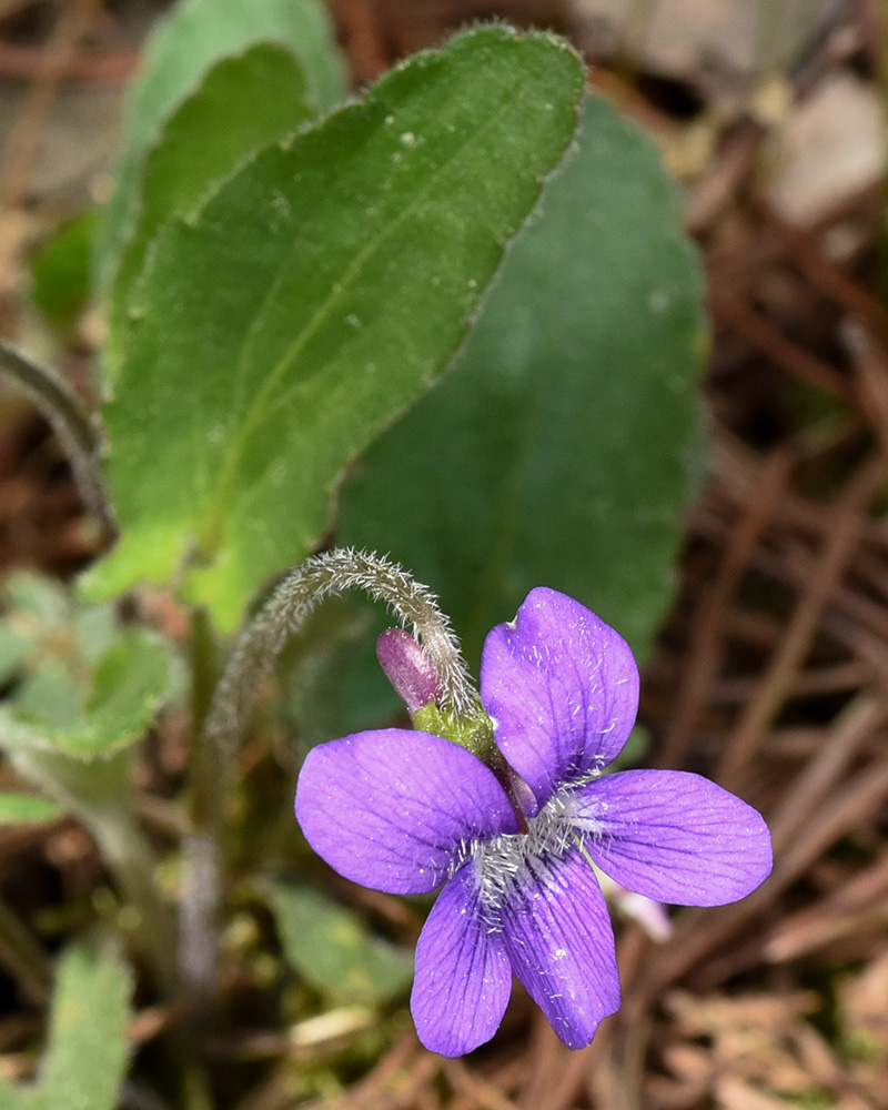 Viola fimbriatula