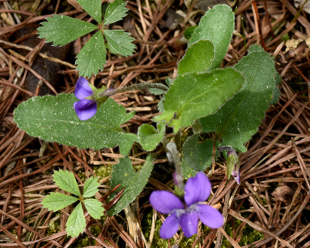 <i>Viola fimbriatula</i>
