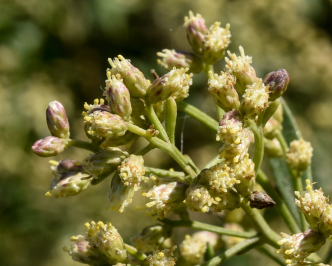 Fiore di Baccharis halimifolia