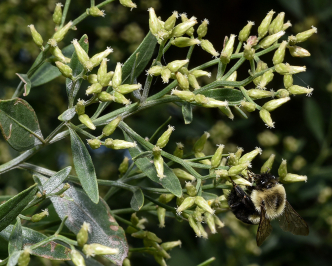 Fiore di Baccharis halimifolia