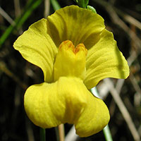 Humped Bladderwort