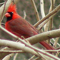 Cardinal