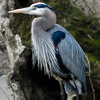 Great Blue Heron