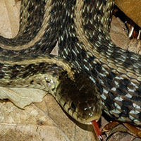 Garter snake