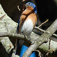 Bluebird
