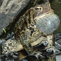 Eastern American Toad