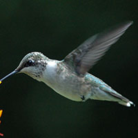 Ruby-throated Hummingbird