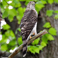 Sharp-shinned Hawk