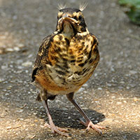 American Robin