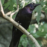 Common Grackle