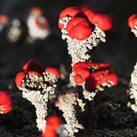 British Soldier Lichen