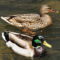 Mallard