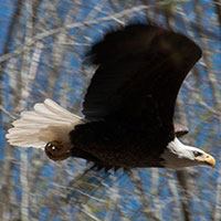 Bald Eagle