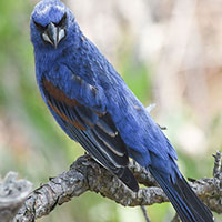 Blue Grosbeak