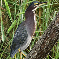 Green Heron