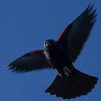Red-winged Blackbird