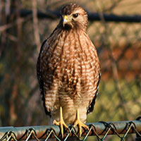 Red-shouldered Hawk