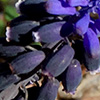 Grape-hyacinth