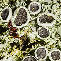 Mealy Rosette Lichen