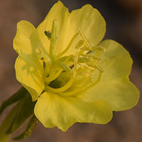 Sea-beach Evening-primrose