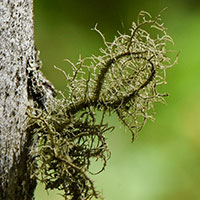 Bristly Beard Lichen
