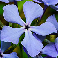 Blue Phlox