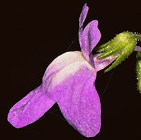 Old-field Toadflax