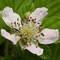 Sand Blackberry